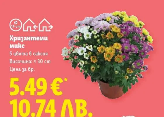Хризантеми микс 5 цъфта в саксия