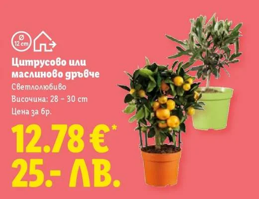 Цитрусово или маслиново дръвче 28 - 30 cm