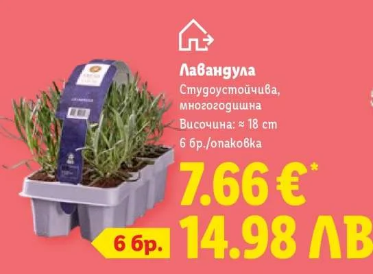 Lavandula