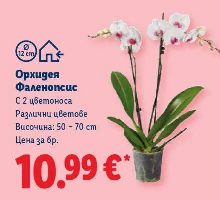 Орхидея Фаленопсис С 2 цветоноса Различни цветове 50 - 70 cm