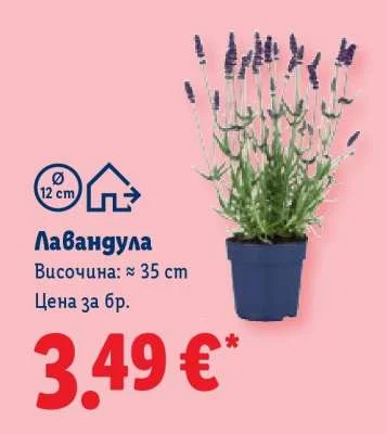 Лавандула Височина: ≈ 35 cm