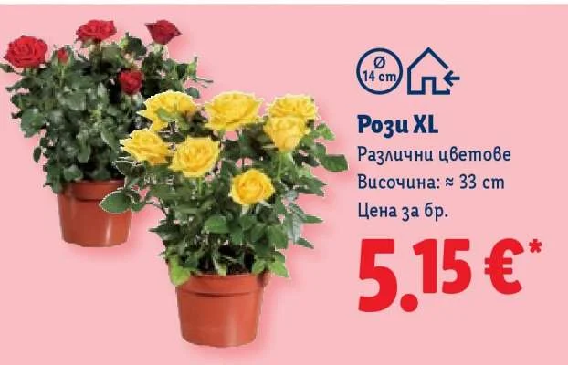 Рози XL Различни цветове Височина: ≈ 33 cm