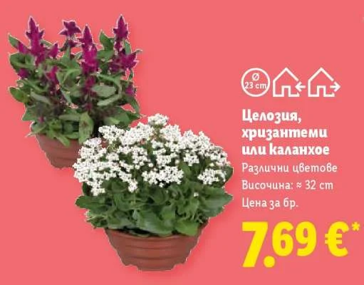Целозия, хризантеми или каланхое Височина: ≈ 32 cm