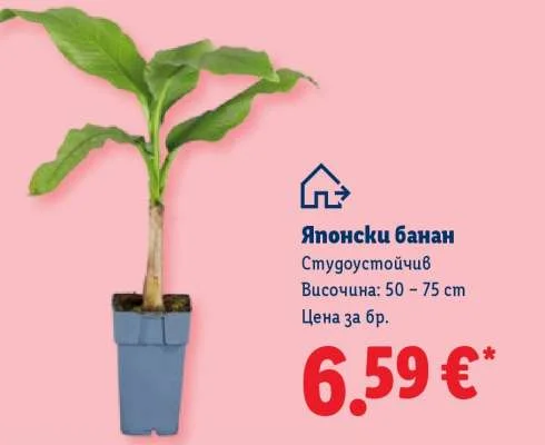 Японски банан Студоустойчив 50 - 75 cm