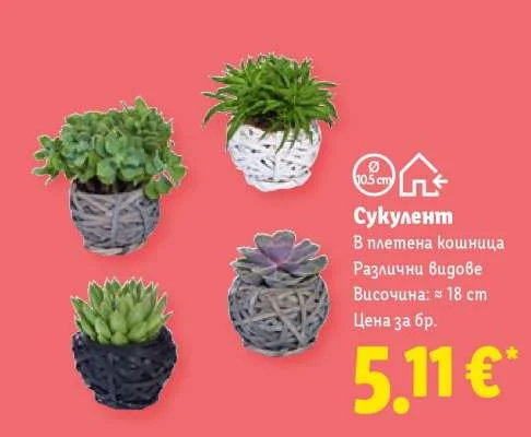 Сукулент в плетена кошница 18 cm