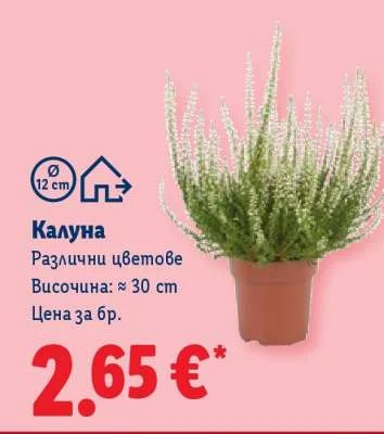 Калуна Различни цветове Височина: ≈ 30 cm