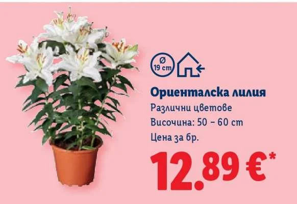 Ориенталска лилия Различни цветове 50 - 60 см