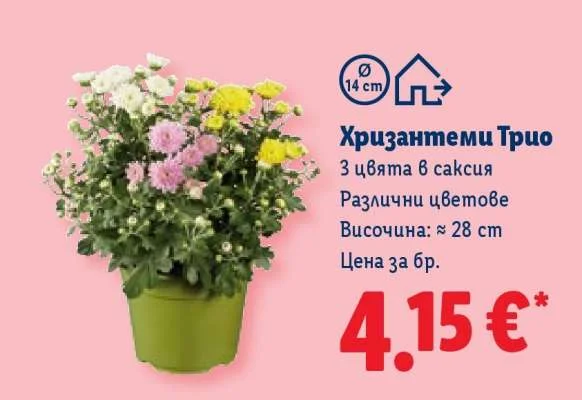 Хризантеми Трио 1 бр.