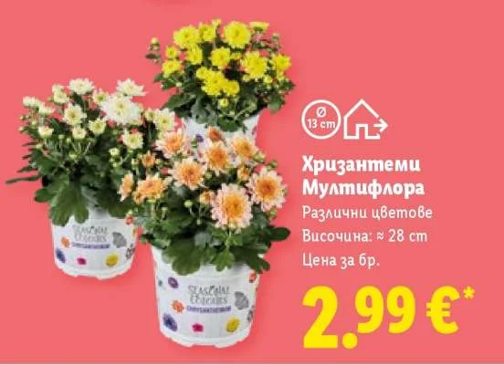 Хризантеми Мултифлора Различни цветове Височина: ≈ 28 cm