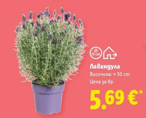 Лавандула Височина: ≈ 30 cm