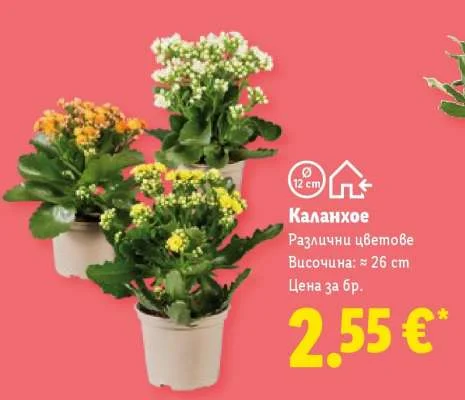 Каланхое Различни цветове Височина: ≈ 26 cm