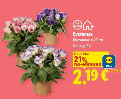 Еустома Височина: ≈ 25 cm
