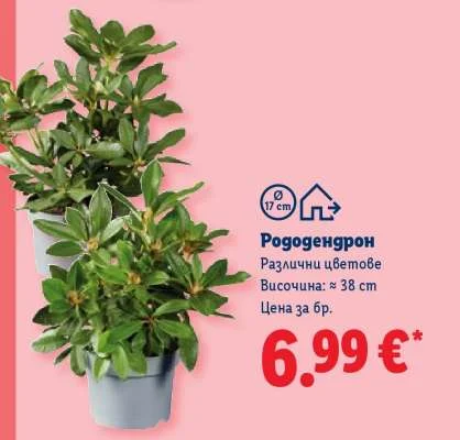 Рододендрон Различни цветове Височина: ≈ 38 cm