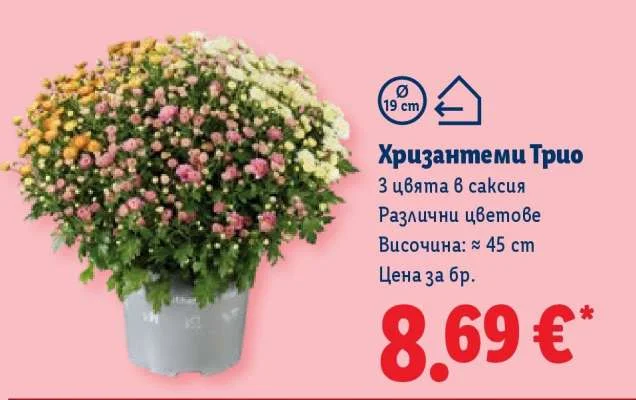 Хризантеми Трио 1 бр.