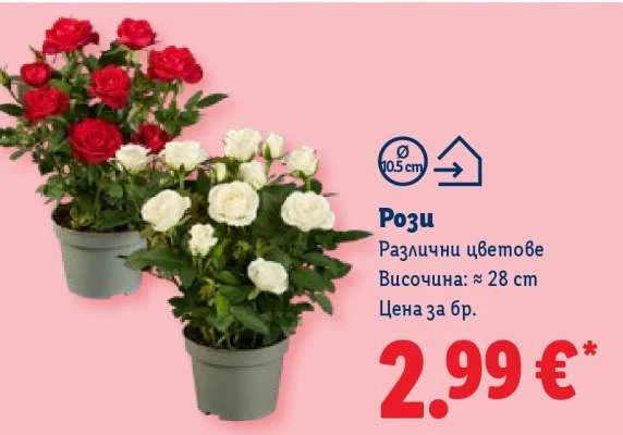 Рози Различни цветове Височина: ≈ 28 cm