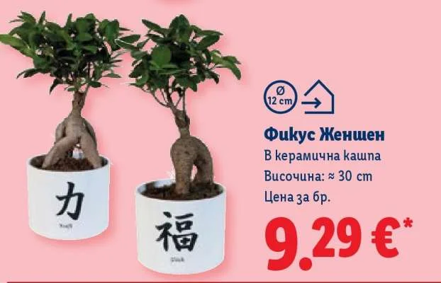 Фикус Женшен В керамична кашпа Височина: ≈ 30 cm