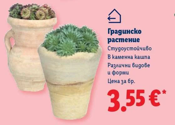 Градинско растение Студоустойчиво В каменна кашпа Различни видове и форми