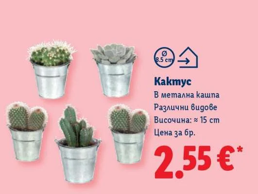 Кактус в метална кашпа, различни видове височина: ≈ 15 cm