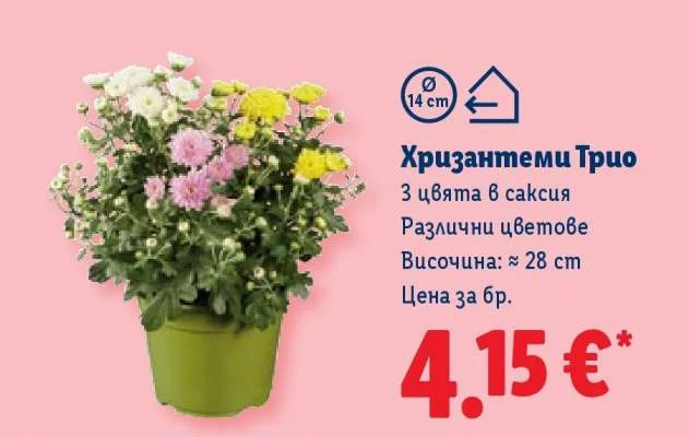 Хризантеми Трио 1 бр