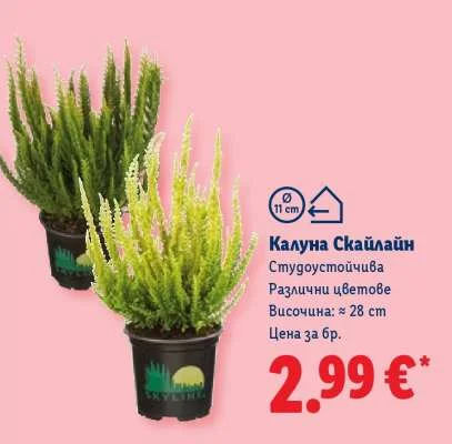 Калуна Скайлайн Студоустойчива Различни цветове Височина: ≈ 28 cm