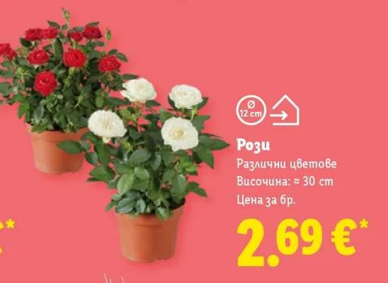 Рози Различни цветове Височина: ≈ 30 cm