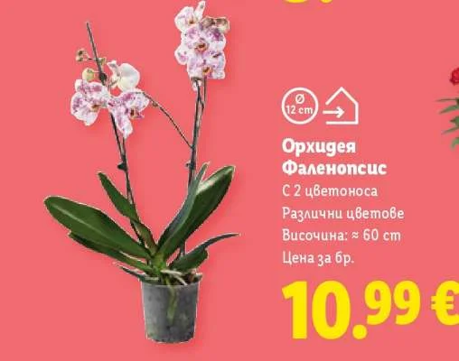Орхидея Фаленопсис С 2 цветоноса Различни цветове Височина: ≈ 60 cm 1 бр.