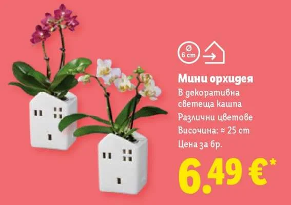 Мини орхидея в декоративна светеща кашпа Височина: ≈ 25 cm