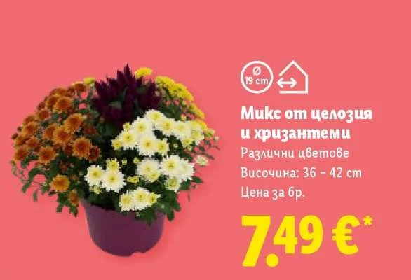 Микс от целозия и хризантеми Различни цветове Височина: 36 – 42 cm