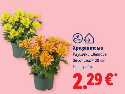 Хризантеми Различни цветове Височина: ≈ 28 cm