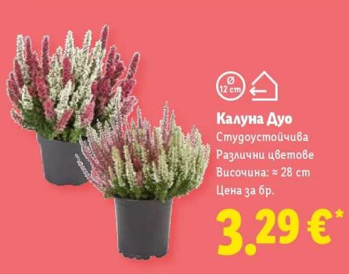 Калуна Дуо Студоустойчива Различни цветове Височина: ≈ 28 cm