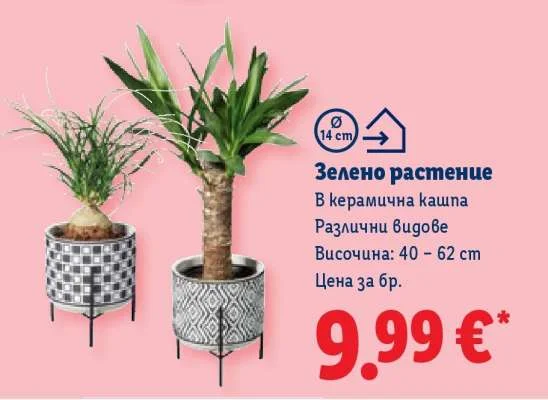 Зелено растение В керамична кашпа Различни видове 40 - 62 cm