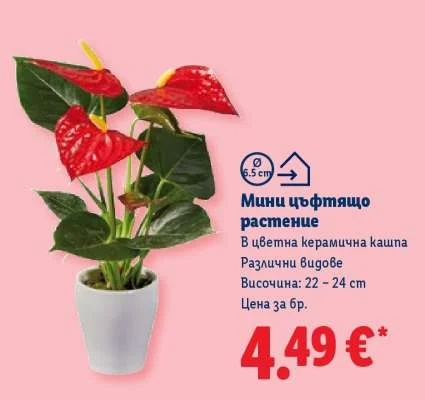 Мини цъфтящо растение в цветна керамична кашпа 22-24 cm