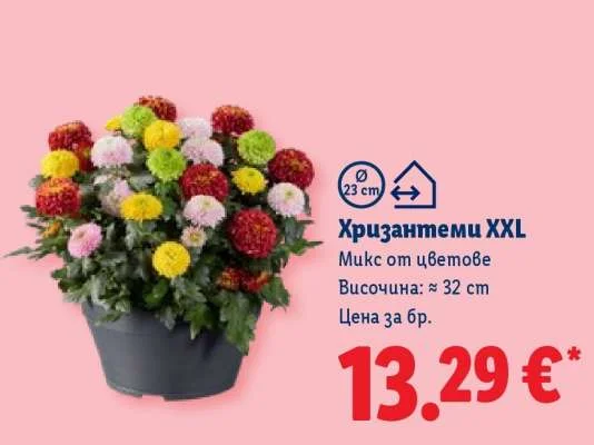 Хризантеми XXL Микс от цветове Височина: ≈ 32 cm