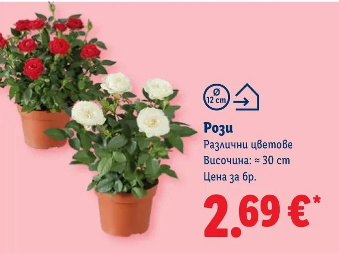 Рози Различни цветове Височина: ≈ 30 cm
