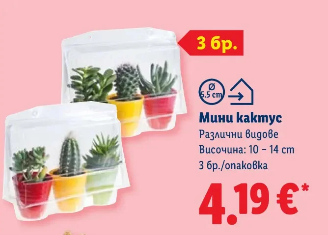 Мини кактус Различни видове 3 бр./опаковка