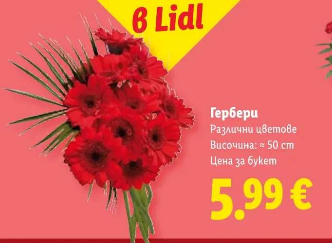 Гербери Различни цветове Височина: ≈ 50 cm