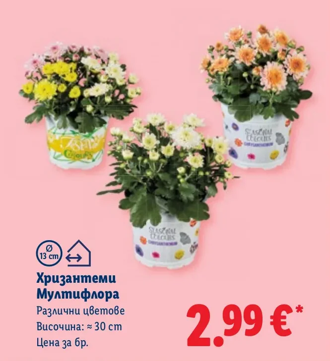 Хризантеми Мултифлора Различни цветове Височина: ≈ 30 cm