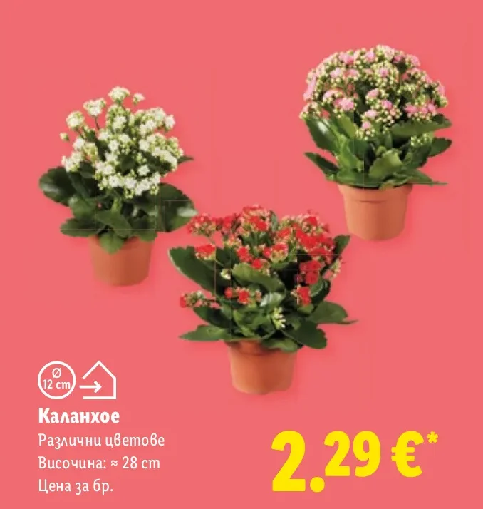 Каланхое Различни цветове Височина: ≈ 28 cm