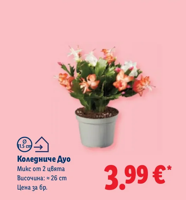 Коледниче Дуо Микс от 2 цвята Височина: ≈ 26 cm