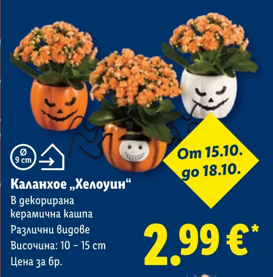 Каланхое „Хелоуин“ 1 бр.