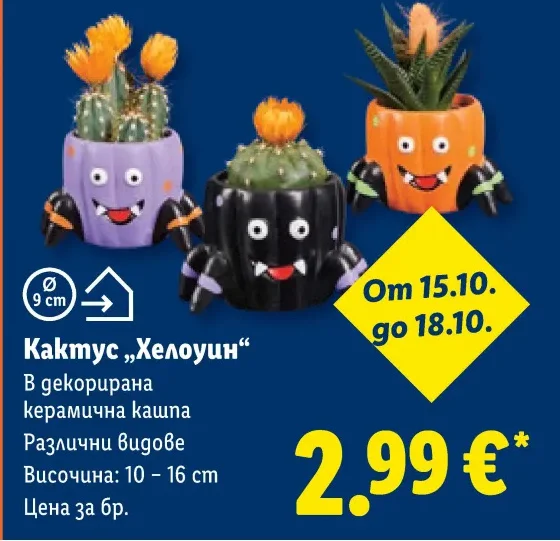 Кактус „Хелоуин“ 1 бр.