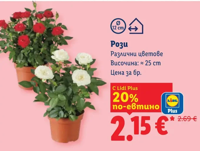 Рози Различни цветове Височина: ≈ 25 cm