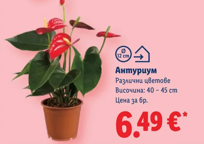 Антуриум Различни цветове Височина: 40 - 45 cm