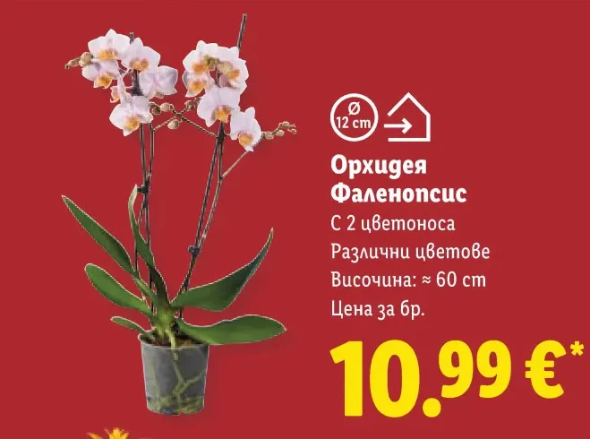 Орхидея Фаленопсис С 2 цветоноса Различни цветове Височина: ≈ 60 cm