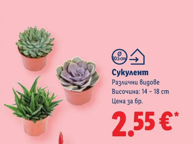 Сукулент Различни видове Височина: 14 – 18 cm