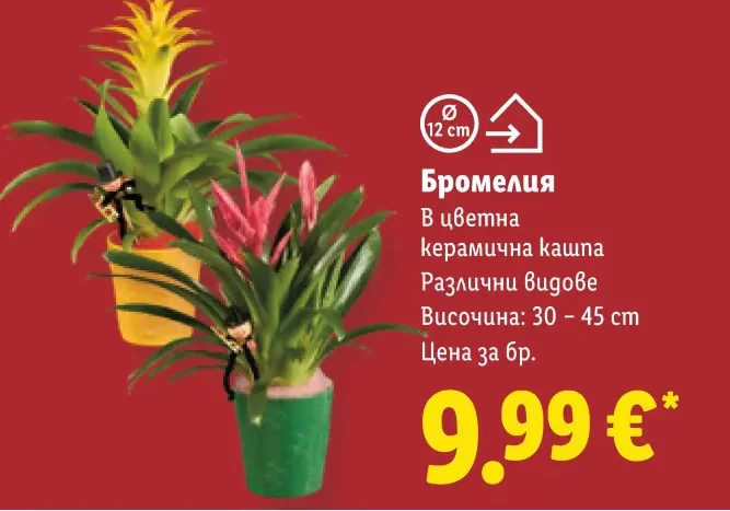 Бромелия в цветна керамична кашпа 30 - 45 cm