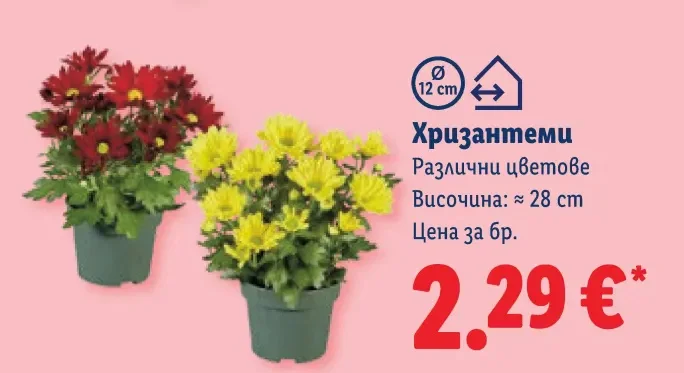Хризантеми Различни цветове Височина: ≈ 28 cm