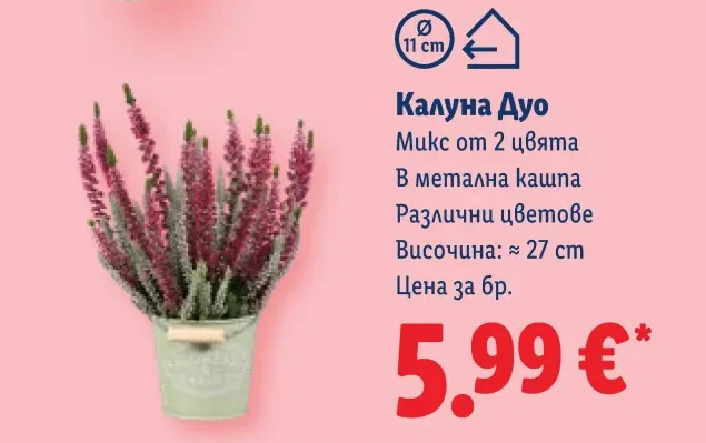 Калуна Дуо Микс от 2 цвята В метална кашпа Различни цветове Височина: ≈ 27 cm