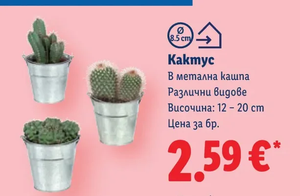 Кактус В метална кашпа Различни видове 12 - 20 cm