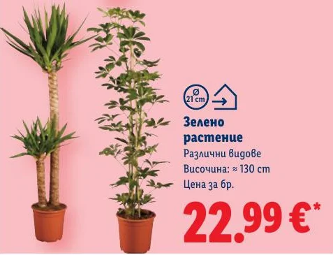 Зелено растение Различни видове Височина: ≈ 130 cm